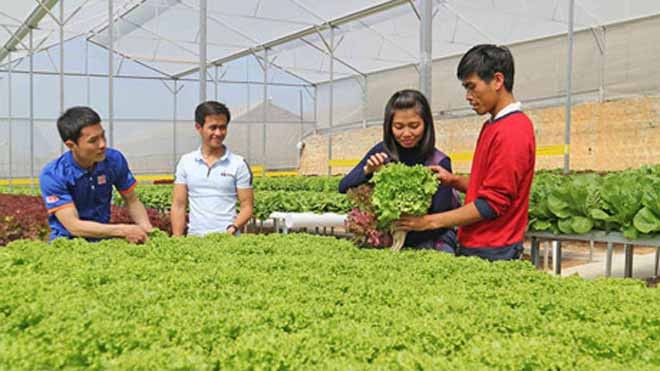 Những công chức trẻ bỏ biên chế về nhà buôn gà, bán rau - ảnh 2