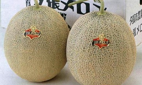 Dưa lưới Nhật bán ở Việt Nam giá hơn 1 triệu đồng mỗi quả - ảnh 1