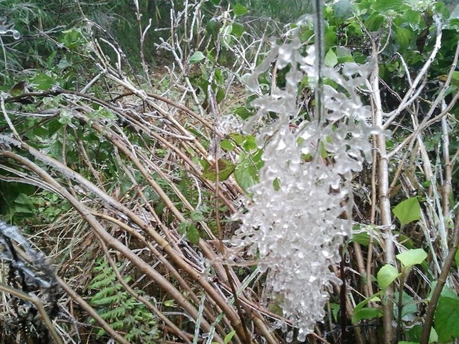 Mục kích cây cỏ, cáp treo đóng băng trên đỉnh Fansipan - ảnh 5