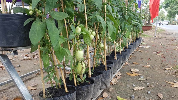 Dưa hấu tí hon 'hốt bạc' dịp Tết của lão nông 70 tuổi - ảnh 1