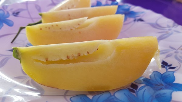 Dưa hấu tí hon 'hốt bạc' dịp Tết của lão nông 70 tuổi - ảnh 3