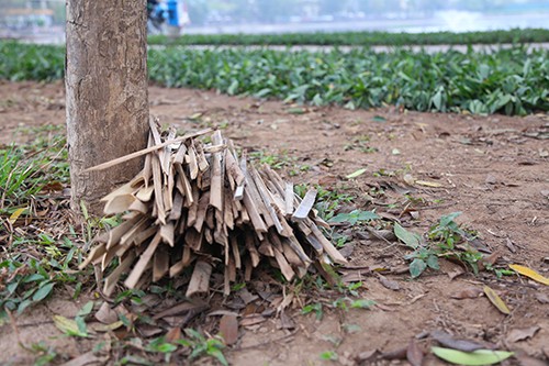 Sợ chó thả rông, vườn hoa ở Hà Nội cắm chông nhọn hoắt - ảnh 1