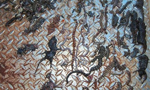 Loài mèo tàn sát một triệu bò sát mỗi ngày ở Australia - ảnh 1