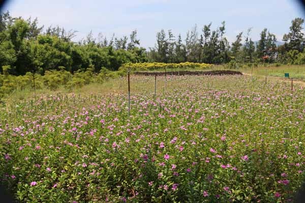 Những điểm ăn chơi ngon, bổ, rẻ, đẹp mê hồn khi tới Phú Yên - ảnh 5