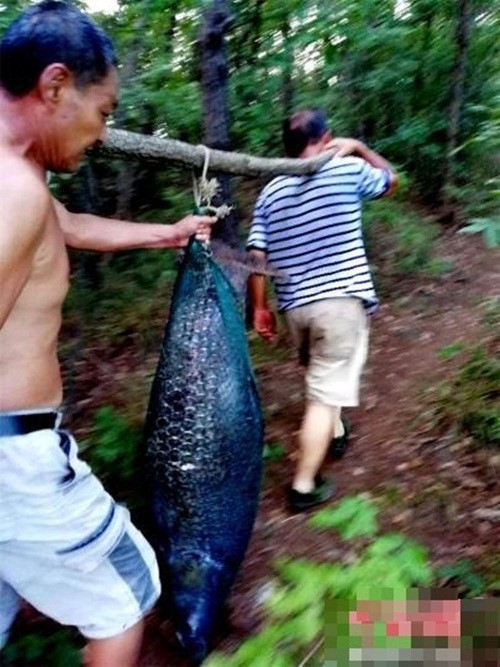 Câu được 'quái vật' trắm đen dài như người, nặng hơn 51 kg - ảnh 2