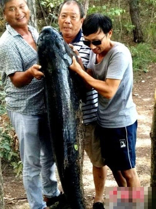 Câu được 'quái vật' trắm đen dài như người, nặng hơn 51 kg - ảnh 3