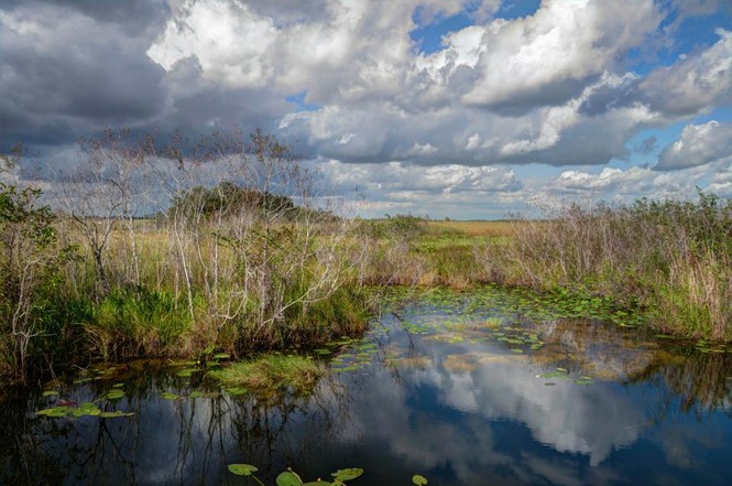 Loài siêu trăn trỗi dậy đe dọa môi trường sống con người ở Florida - ảnh 2