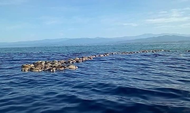 Phát hiện hàng trăm rùa biển Golfinas chết trôi tại bờ biển Mexico - ảnh 1