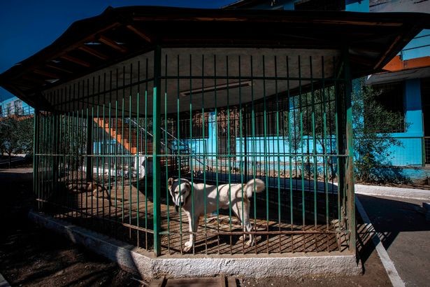 Bên trong 'vườn thú địa ngục', nơi động vật khổ sở chết mòn ở Albania - ảnh 3
