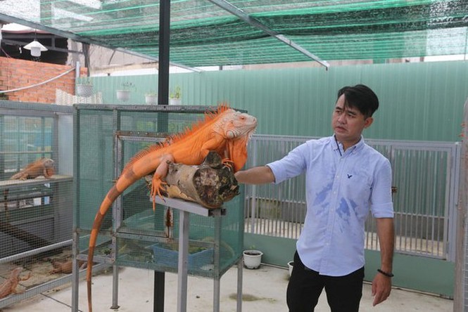 Choáng ngợp ổ rồng Nam Mỹ hàng trăm con quần tụ giữa Sài Gòn - ảnh 13