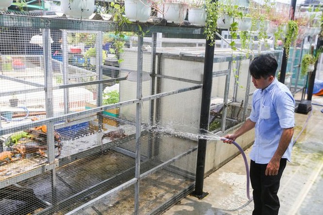 Choáng ngợp ổ rồng Nam Mỹ hàng trăm con quần tụ giữa Sài Gòn - ảnh 5