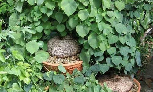 TOP 5 cách chữa mất ngủ từ thảo dược cực kì hiệu quả - ảnh 1