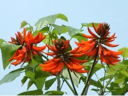 TOP 5 cách chữa mất ngủ từ thảo dược cực kì hiệu quả - ảnh 2