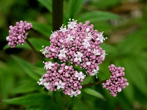 TOP 5 cách chữa mất ngủ từ thảo dược cực kì hiệu quả - ảnh 3