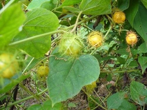 TOP 5 cách chữa mất ngủ từ thảo dược cực kì hiệu quả - ảnh 4