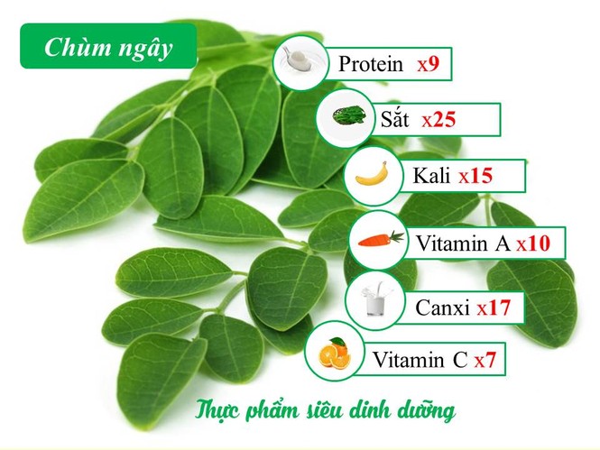 Chùm ngây – Giải pháp thông minh cho các mẹ thiếu sữa, mất sữa - ảnh 1