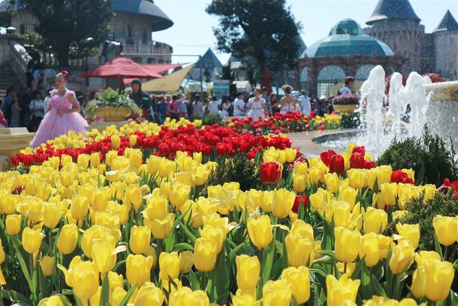 Đón Tết thật phong cách với triệu hoa tulip trên đỉnh Bà Nà - ảnh 1
