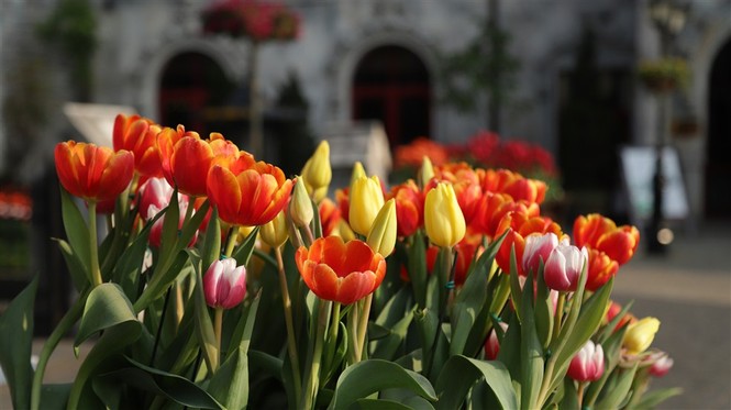 Đón Tết thật phong cách với triệu hoa tulip trên đỉnh Bà Nà - ảnh 2