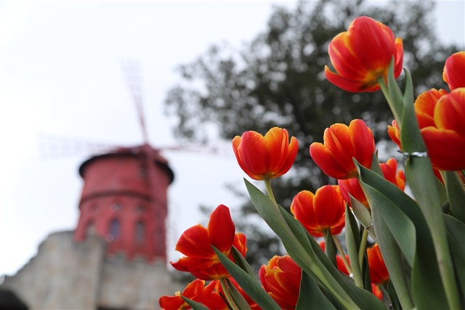 Đón Tết thật phong cách với triệu hoa tulip trên đỉnh Bà Nà - ảnh 4