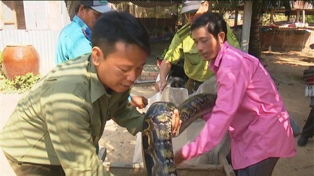 Thả 2 con trăn đất nặng gần 80kg về Vườn quốc gia Tràm Chim - ảnh 1
