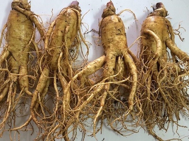 Akina Đông Á đưa dược liệu quý của Nhật Bản về Việt Nam - ảnh 1