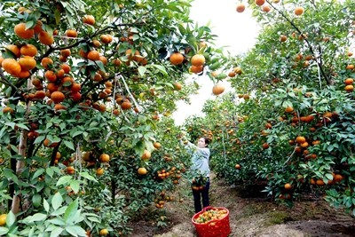 Agribank tăng cường 'dẫn vốn' cho Tam nông góp phần đẩy lùi tín dụng đen - ảnh 3