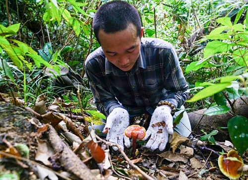 'Săn' nấm lim xanh giá vài triệu đồng một kg - ảnh 1