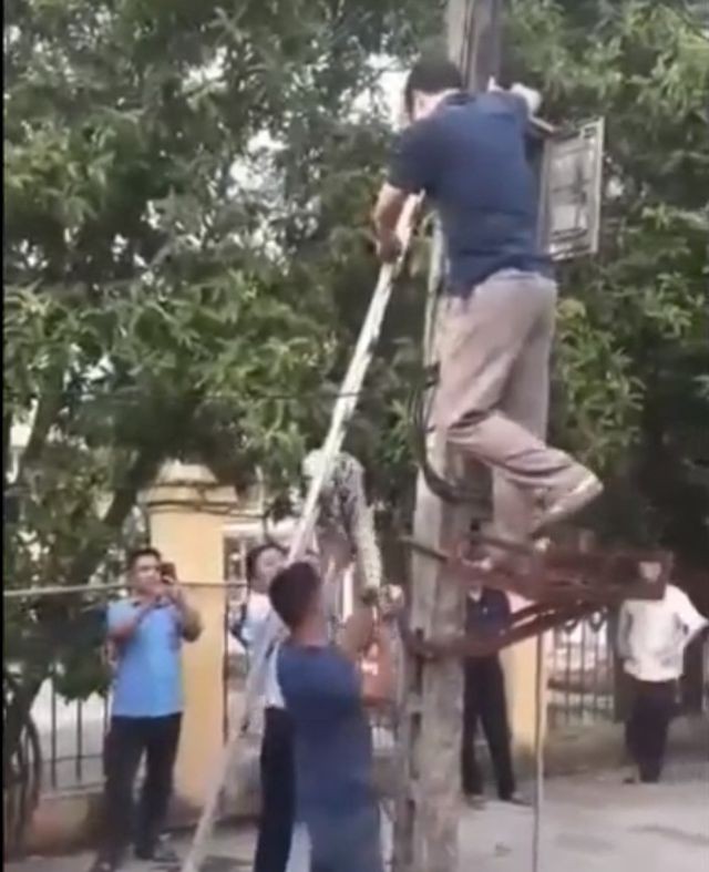 Trăn 'khủng' vắt vẻo trên cột điện ở Phú Thọ đã bị người dân làm thịt - ảnh 1