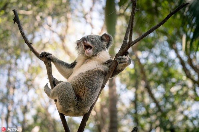 Gấu Koala đực gợi cảm, khoe dáng không kém siêu mẫu - ảnh 1