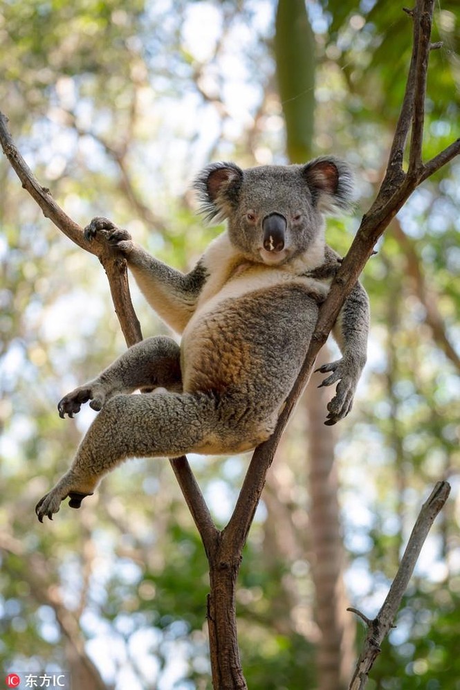 Gấu Koala đực gợi cảm, khoe dáng không kém siêu mẫu - ảnh 2