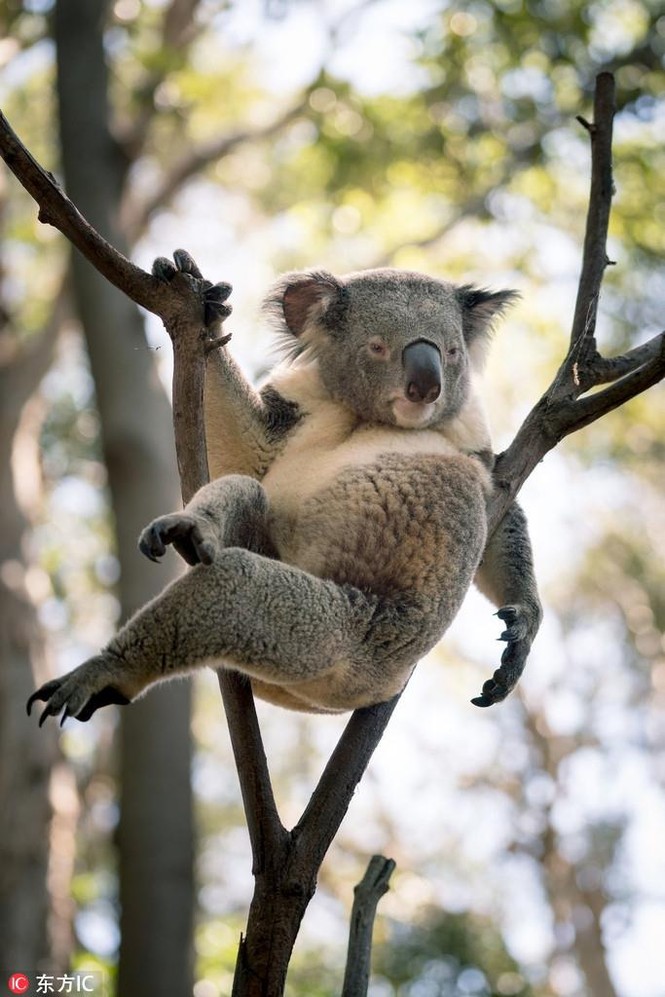Gấu Koala đực gợi cảm, khoe dáng không kém siêu mẫu - ảnh 3