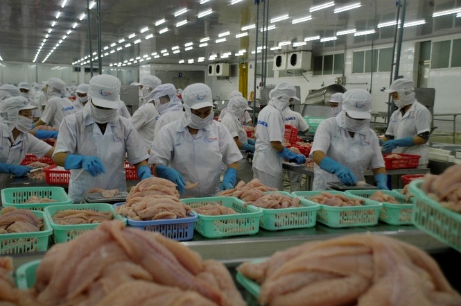 Xuất khẩu cá tra sang Mỹ đạt gần 550 triệu USD - ảnh 1