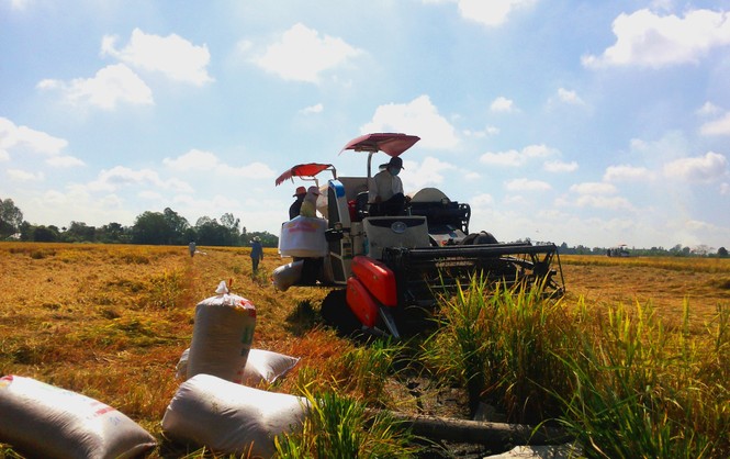 Giá cao, lúa gạo khởi sắc - ảnh 1