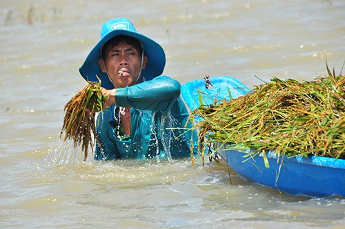 Cận cảnh người dân ngâm mình trong nước gặt lúa - ảnh 1