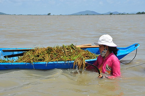Cận cảnh người dân ngâm mình trong nước gặt lúa - ảnh 6
