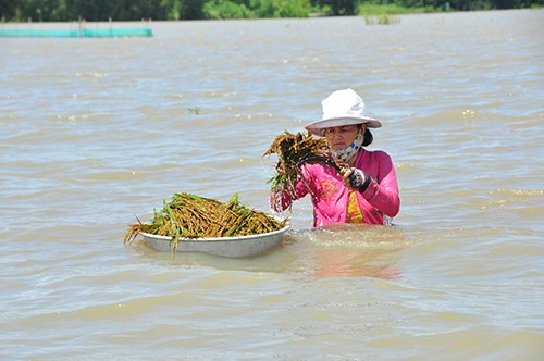 Cận cảnh người dân ngâm mình trong nước gặt lúa - ảnh 9