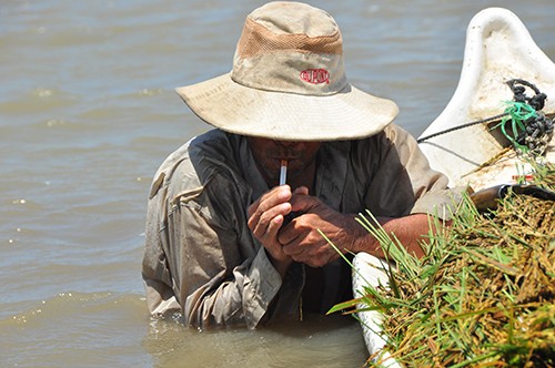 Cận cảnh người dân ngâm mình trong nước gặt lúa - ảnh 8