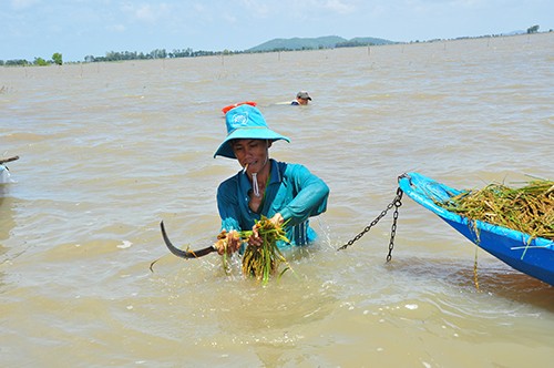 Cận cảnh người dân ngâm mình trong nước gặt lúa - ảnh 5