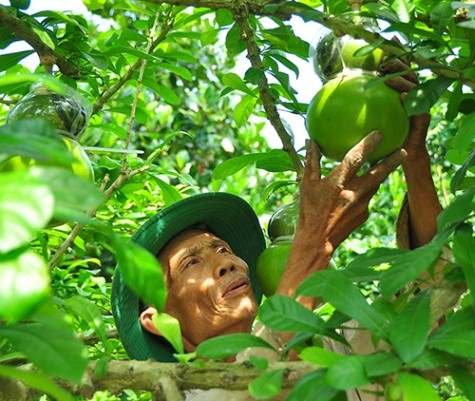 Ngắm vườn đào tiên trăm triệu của nông dân Hậu Giang - ảnh 1