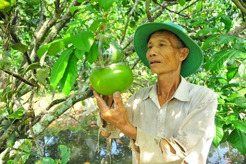 Ngắm vườn đào tiên trăm triệu của nông dân Hậu Giang - ảnh 5