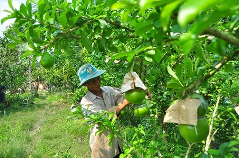 Ngắm vườn đào tiên trăm triệu của nông dân Hậu Giang - ảnh 2