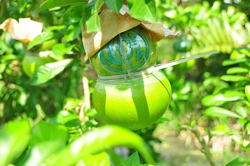 Ngắm vườn đào tiên trăm triệu của nông dân Hậu Giang - ảnh 4