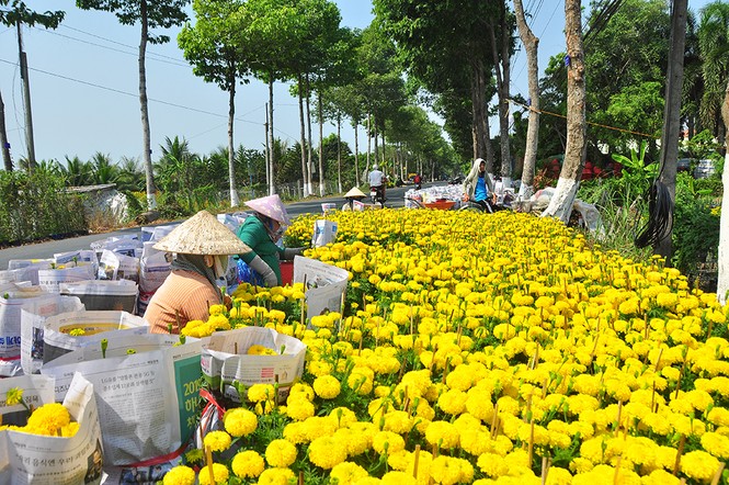 Hoa kiểng khoe sắc rời quê lên phố - ảnh 2