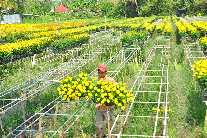 Hoa kiểng khoe sắc rời quê lên phố - ảnh 3