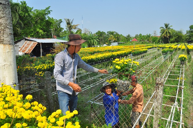 Hoa kiểng khoe sắc rời quê lên phố - ảnh 4