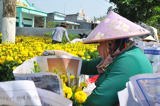 Hoa kiểng khoe sắc rời quê lên phố - ảnh 7