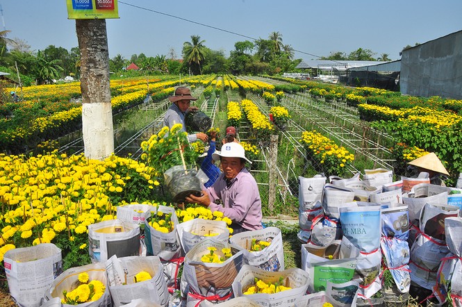 Hoa kiểng khoe sắc rời quê lên phố - ảnh 5