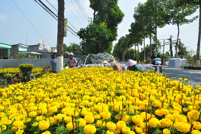 Hoa kiểng khoe sắc rời quê lên phố - ảnh 1
