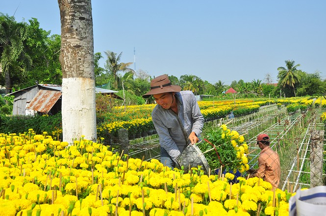 Hoa kiểng khoe sắc rời quê lên phố - ảnh 8