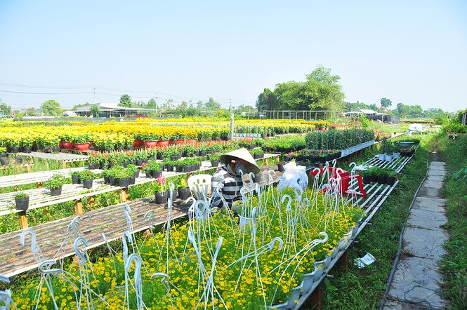 Hoa kiểng khoe sắc rời quê lên phố - ảnh 19